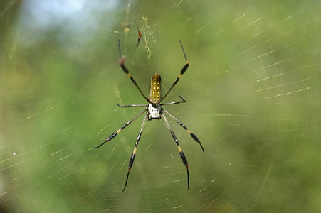 Spinne, Natur, Spinnennetz