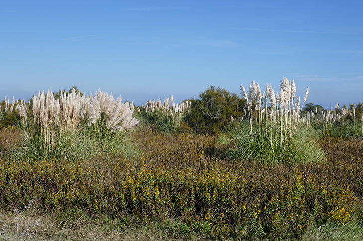 Murtosa, Portugal, nature, paysage, en plein air, herbe