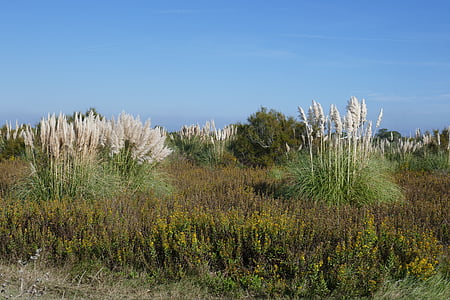 murtosa, Portugal, priroda, krajolik, vanjski, trava