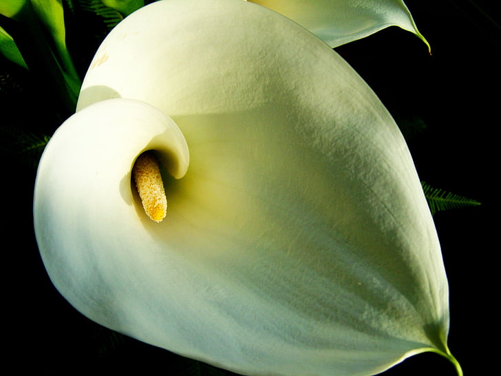 cales, flor blanca, flor de tall