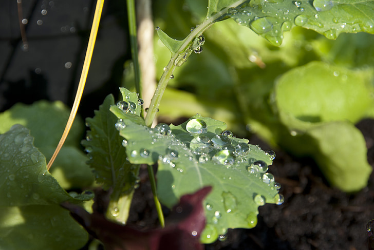 drop, cabbage, sheet, nature, city garden, leaves
