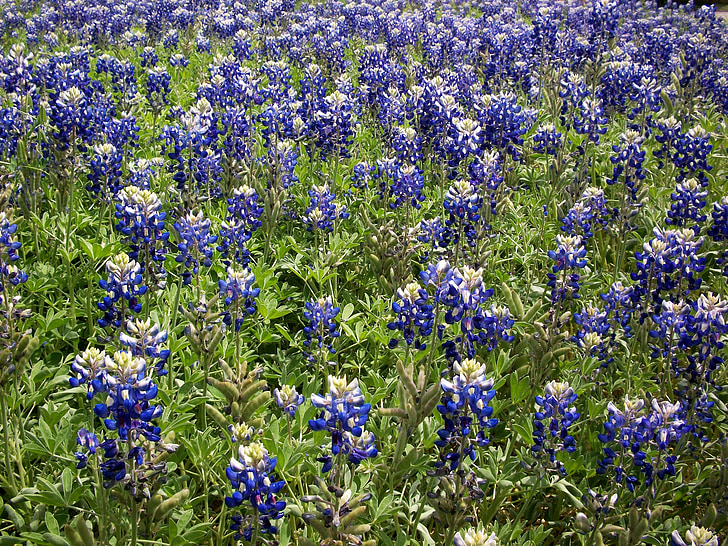bluebonnets, wildflowers, field, meadow, season, bonnets, landscape