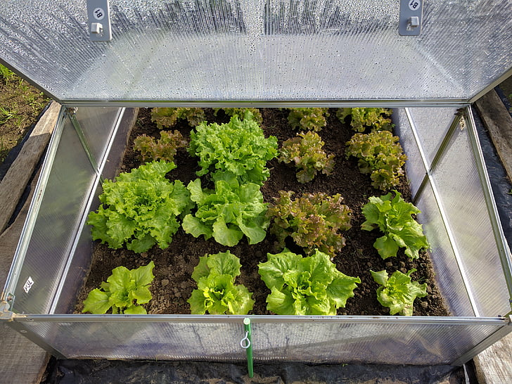 mini üvegház, saláta, növényi