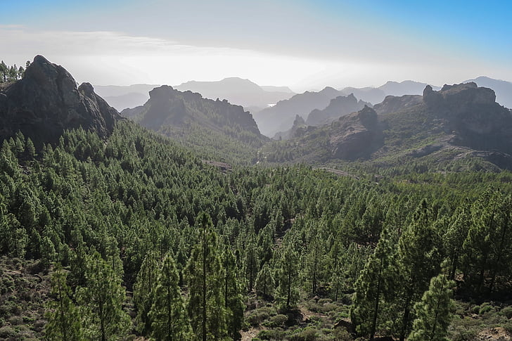 forest, canary islands, gran-canaria, mountain, mountains, nature, mountains landscape