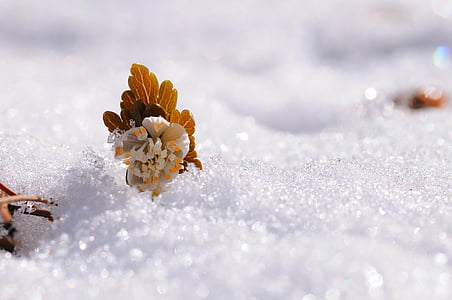 눈, 꽃, 선샤인