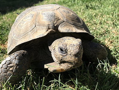 desert tortoise, reptile, wildlife, slow, pet
