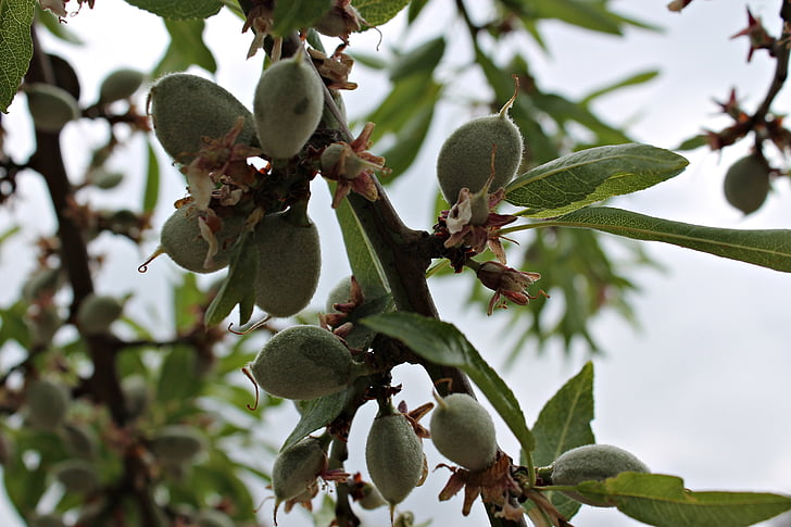 almond tree, fruit of the almond tree, vegetable, almond, fruits, autumn, tree