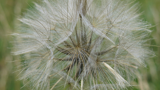 dandelion, nature, plant, sonchus oleraceus, nuns, closeup, macro