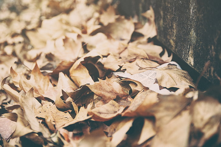 feuilles, poids sec, automne, l’automne, été, nature, brun
