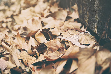 levelek, szárított, ősz, őszi, nyári, természet, barna