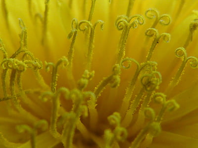 Butterblume, Löwenzahn, gelb, in der Nähe, Makro, Stempel, Pollen