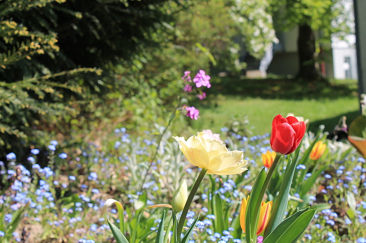 tulips, summer, garden, flower, color, green, colorful