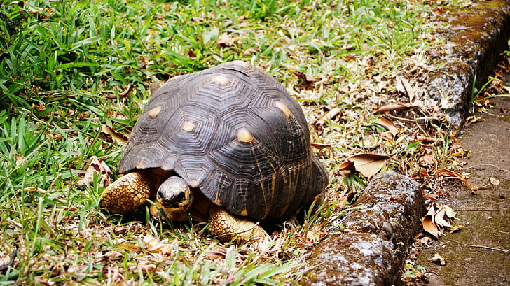 skildpadde, Reunion ø, natur