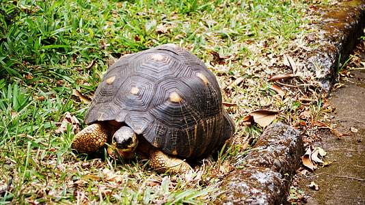 костенурка, остров Реюнион, природата