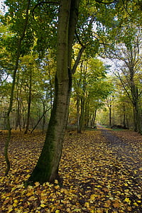 rudenį, rudens nuotaika, dažymas, rudens spalvos, medžiai, rudens miško, atsirasti