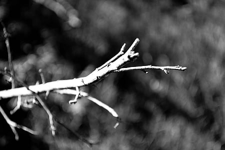 branch, dry, dry tree, nature, backlight, shadow, black And White