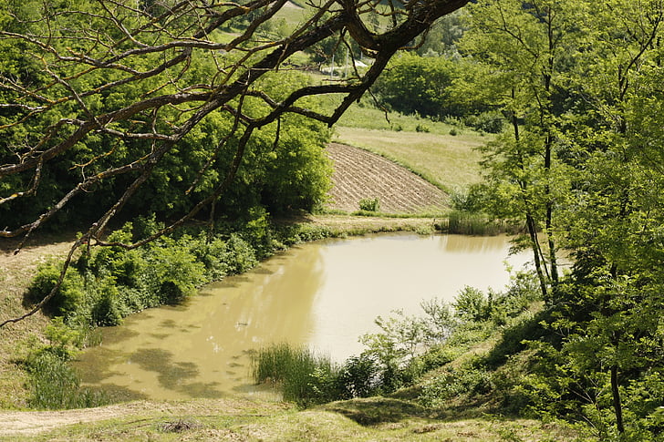 lake, wood, nature, water, landscape, tree, outdoor