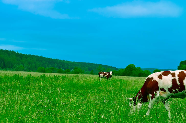 agricultura, animal, gado, close-up, país, zona rural, vaca
