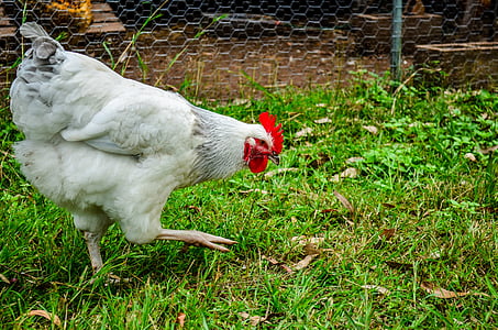 пиле, кокошки, кокошка, бяло, ферма, птица, птици