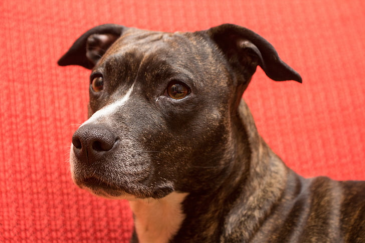 câine, american staffordshire terrier, portret, amstaff, starea de spirit, animale de companie, animale