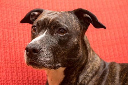 perro, American staffordshire terrier, Retrato, Amstaff, Estado de ánimo, animales de compañía, animal