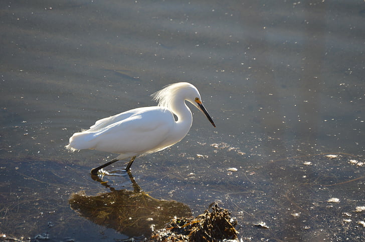 snowy, egret, bird, wading, water, birdwatching, wildlife