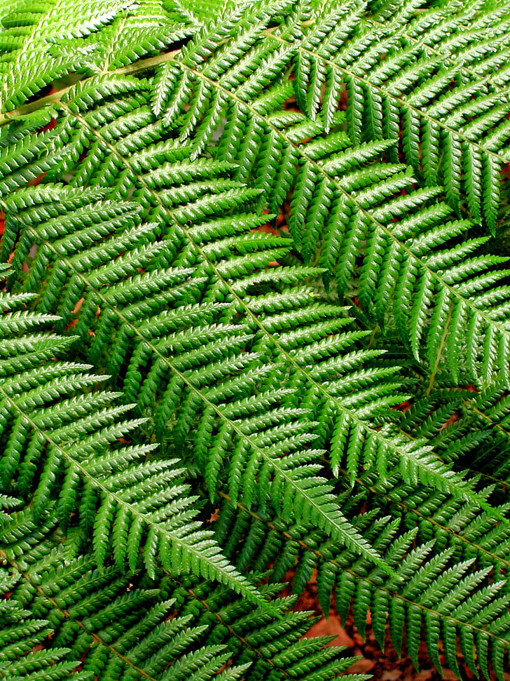 fern, background pattern, leaves, nature, design, plant, green