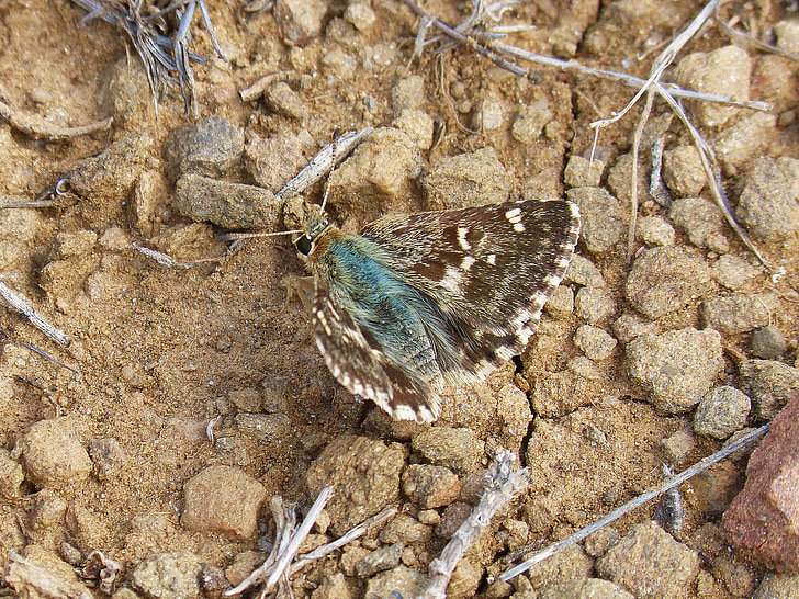 butterfly, brown, soil, wings, insect