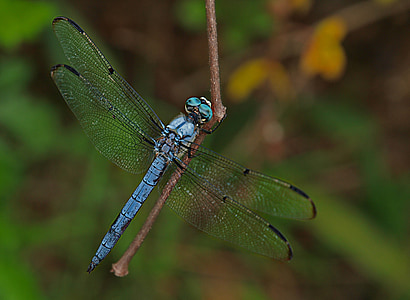 dragonfly, insect, animal, wing, nature, bug, fly