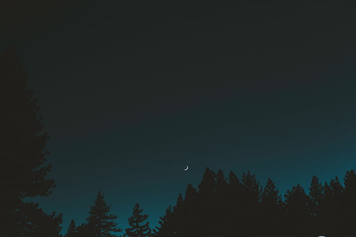 tamno, noć, nebo, mjesec, stabla, biljka, priroda