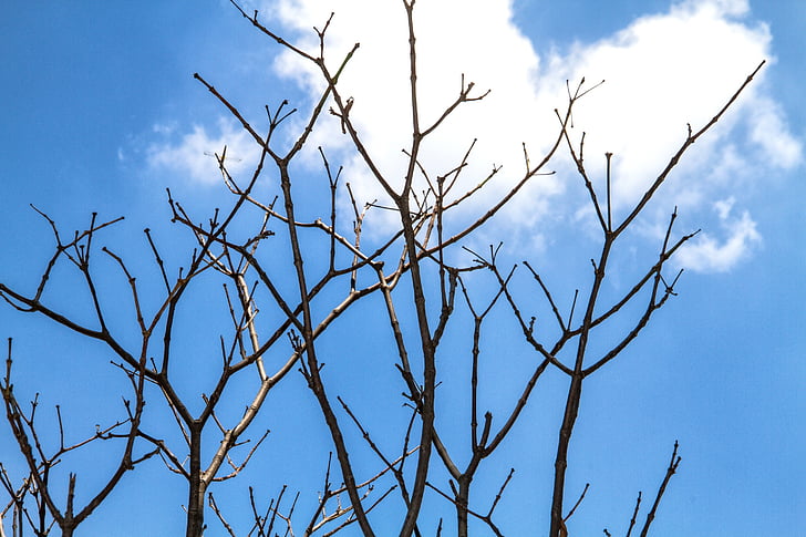 twigs, backlit, sky, tree, nature, branch, blue