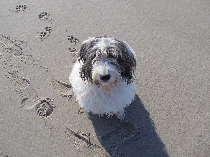 hond, wachten, voetafdrukken, eenzaamheid, strand, zee, alleen