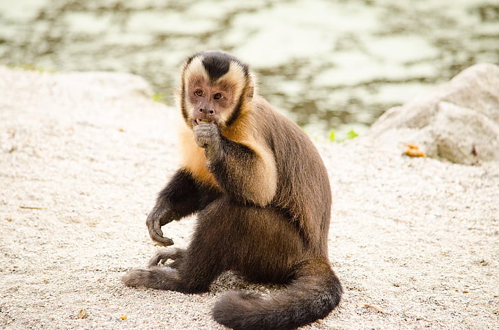 capuchino, mono, Äffchen, Parque zoológico, Tiergarten, gracioso, lindo