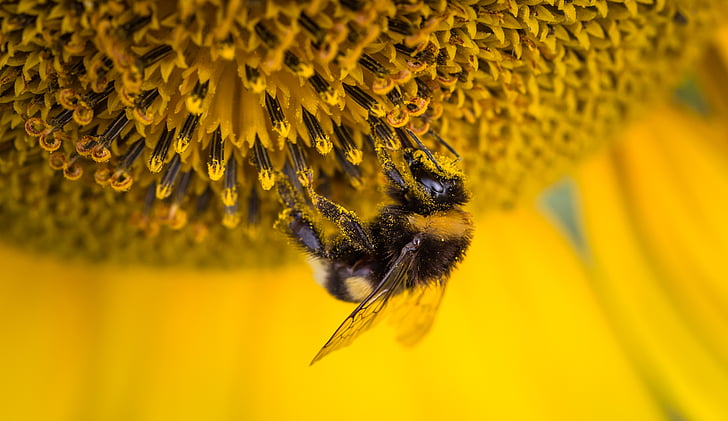 Bee, bikube, Bloom, Blossom, Blur, close-up, flora