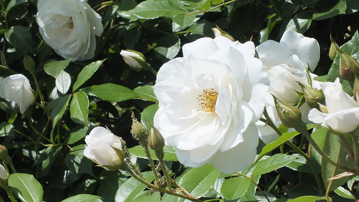 rose, white, flowers, spring