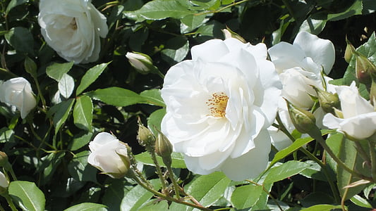 Rosa, blanc, flors, primavera