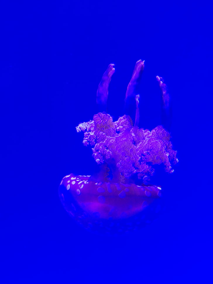 jellyfish, aquarium, medusa