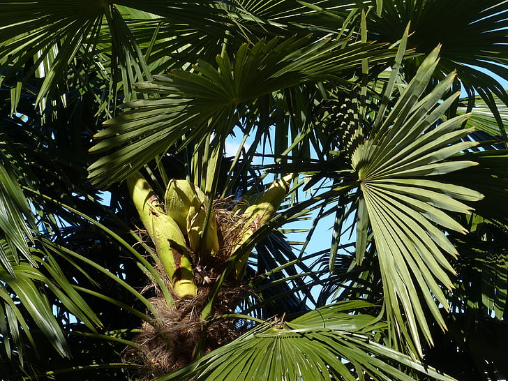 Palm, fa, datolyapálma, fa árnyékában, levelek, Wedel, Kanári szigeten datolyapálma