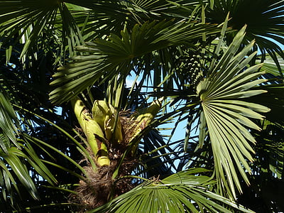 Palm, Baum, Dattelpalme, Laubbaum, Blätter, Wedel, Kanarische Insel Dattelpalme