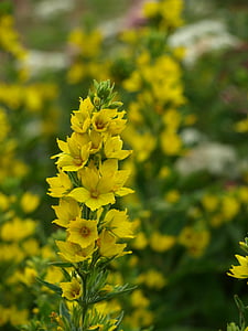 or-loosestrife, l'estiu d'arbust, l'estiu, groc, flor, flor, flor