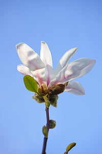 Ljetna magnolija, cvijet, cvatu, bijeli, Magnolia sieboldii, siebold je magnolija, Magnolija
