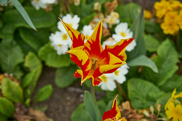 Tulip, bloem, natuur, Tulip voorjaar, Nederland, Kleur, Tuin