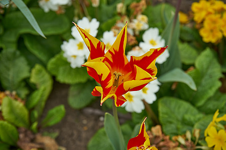 Tulip, blomma, naturen, Tulip våren, Holland, färg, trädgård
