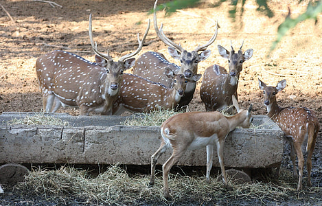 deers, 동물, 야생, 야생 동물, 포유 동물, 귀여운, 엘크