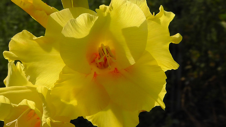 flower, yellow, plant, nature, blossom, bloom