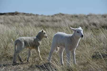 đàn cừu, Sylt, Thiên nhiên