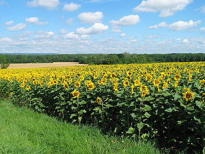 bunga matahari, Flora, bunga, kuning, bidang, pertanian, pemandangan