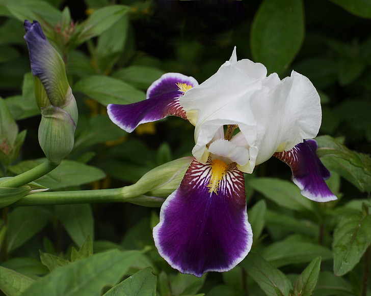 Iris, porpra, flor, targeta de Jardineria, orquídia, natura, planta