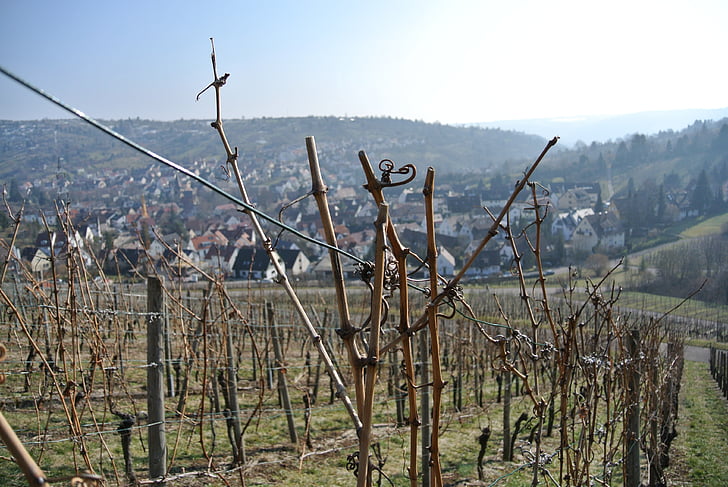 vineyards, vines, wine, grapes, winegrowing