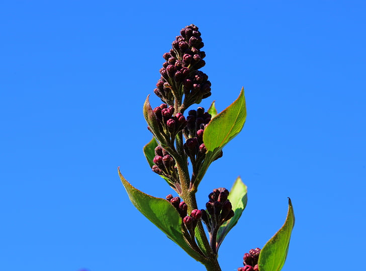Syringa vulgaris, roxo, lilás, botões, flor, Oleaceae, arbusto